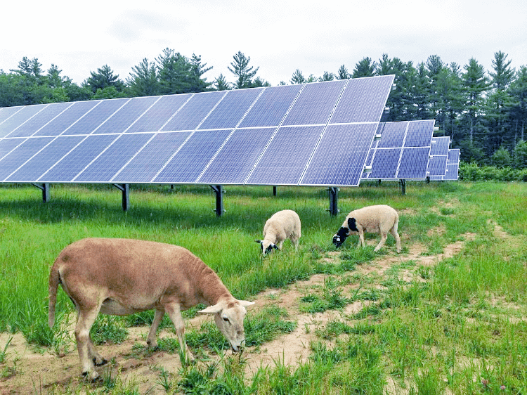 Sheep Grazing With Solar Farm Land In Maine